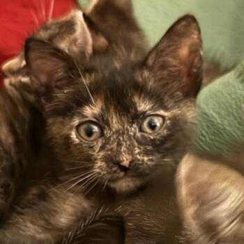 Miso 16 -  Domestic Short Hair Cat for Adoption in Austin, Texas - Miso 16 | PetCurious