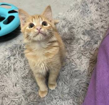 Gingi -  Domestic Medium Hair Cat for Adoption in Courtenay, British Columbia - Gingi | PetCurious