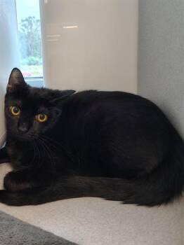 Domestic Short Hair Cats Available for Adoption in Leesburg, Virginia - WATER | PetCurious