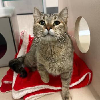 Domestic Short Hair Cats Available for Adoption in Reno, Nevada - Tamari | PetCurious