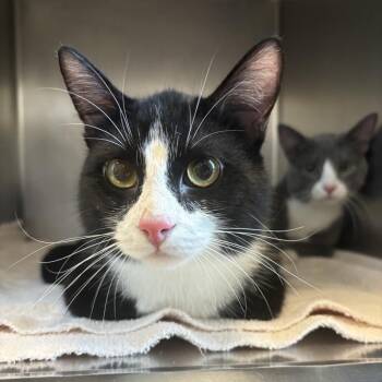 Sly -  Domestic Short Hair Cat for Adoption in Council Bluffs, Iowa - Sly | PetCurious