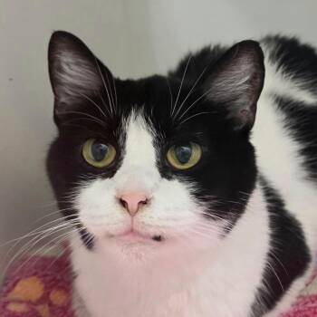 Tootles -  Domestic Short Hair Cat for Adoption in Cumming, Georgia - Tootles | PetCurious