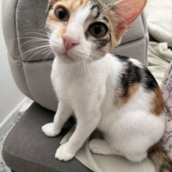 Nina -  Calico Cat for Adoption in San Juan, San Juan - Nina | PetCurious