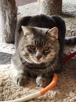 Rescue Domestic Short Hair Cats for Adoption in Wild Rose, Wisconsin - Eddie Haskell | PetCurious