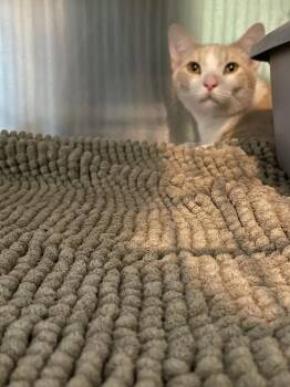 Chucky -  Domestic Short Hair Cat for Adoption in Ferndale, Michigan - Chucky | PetCurious