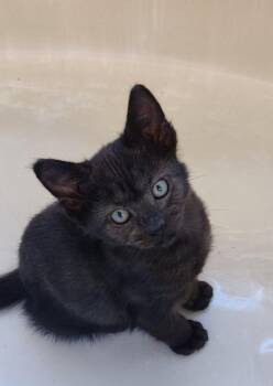 Rescue Domestic Short Hair Cats for Adoption in Fort Worth, Texas - Jerry | PetCurious