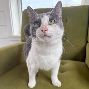 Kibby -  Domestic Short Hair Cat for Adoption in Kerrville, Texas - Kibby | PetCurious