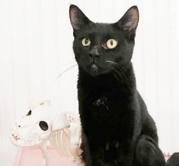 Rescue Bombay and Domestic Short Hair Cats for Adoption in Philadelphia, Pennsylvania - Boo Ella | PetCurious