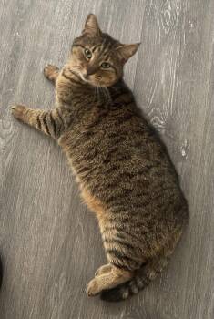Domestic Short Hair Cats Available for Adoption in San Jose, California - Kira & Diego (Courtesy Post) | PetCurious