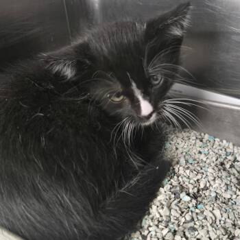 SEVI-Stray-110107_2 -  Domestic Medium Hair Cat Available for Adoption in Salt Lake City, Utah - SEVI-Stray-110107_2 | PetCurious