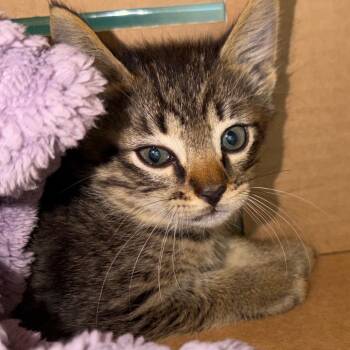 Peter -  Domestic Short Hair Cat for Adoption in Norman, Oklahoma - Peter | PetCurious