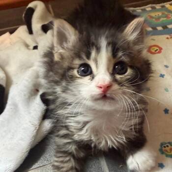 Gilbert -  Domestic Medium Hair Cat for Adoption in Portage, Michigan - Gilbert | PetCurious