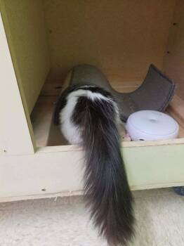 Missy -  Domestic Long Hair and Domestic Short Hair Cat for Adoption in Scottsbluff, Nebraska - Missy | PetCurious