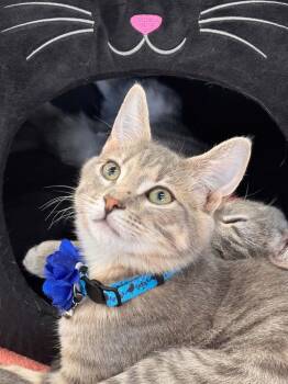 Rocky -  Domestic Short Hair Cat for Adoption in Wilmington, North Carolina - Rocky | PetCurious