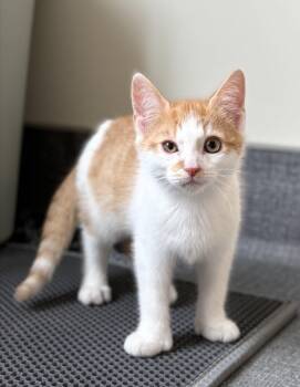 Domestic Short Hair Cats Available for Adoption in Amsterdam, New York - Pomegranate  | PetCurious