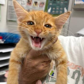 Simba -  Domestic Medium Hair Cat for Adoption in Columbiana, Alabama - Simba | PetCurious