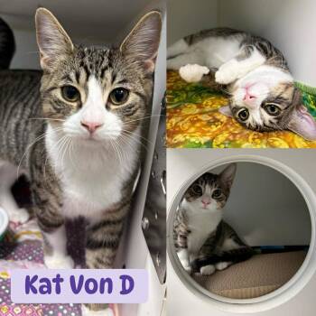 Tabby Cats Available for Adoption - Kat Von D | PetCurious