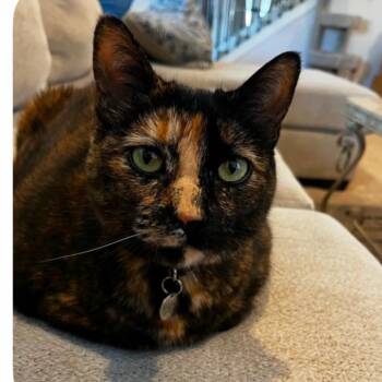 Millie @ PAWZ pet cafe -  Domestic Short Hair Cat for Adoption in Carmel, Indiana - Millie @ PAWZ Pet Cafe | PetCurious