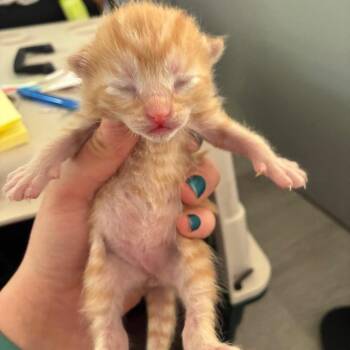 Hollyhocks -  Domestic Short Hair Cat for Adoption in Portage, Michigan - Hollyhocks | PetCurious