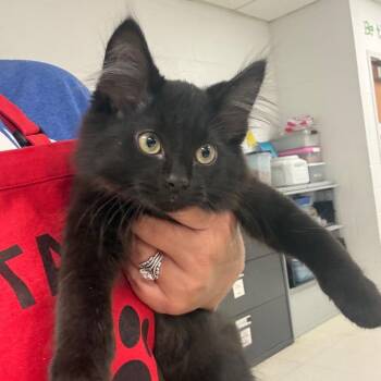 Timberland-C -  Domestic Medium Hair Cat for Adoption in East St. Louis, Illinois - Timberland-C | PetCurious