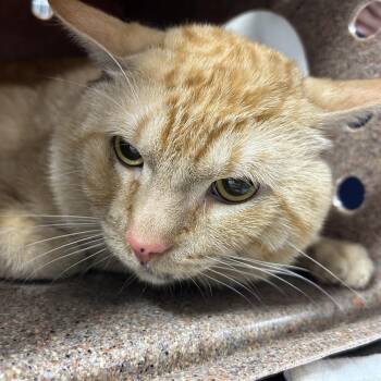 Papin -  Domestic Short Hair Cat for Adoption in Newark, New Jersey - Papin | PetCurious