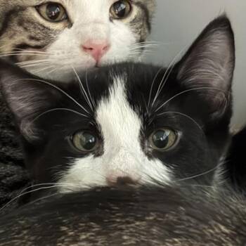 Jessica -  Domestic Short Hair Cat for Adoption in Des Moines, Iowa - Jessica | PetCurious