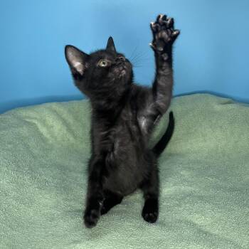 Sammich -  Domestic Short Hair Cat for Adoption in San Antonio, Texas - Sammich | PetCurious