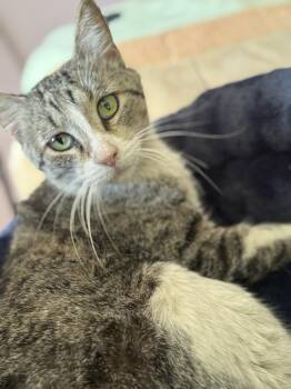 Domestic Short Hair Cats Available for Adoption - Cody Rhodes | PetCurious