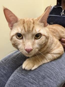 Fredo -  Domestic Short Hair Cat Available for Adoption in Carrollton, Virginia - Fredo | PetCurious