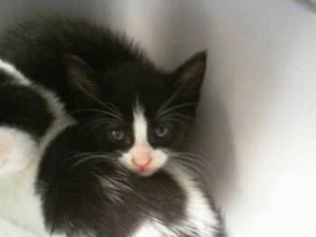 ELDERFLOWER -  Domestic Short Hair Cat for Adoption in Charlotte, North Carolina - ELDERFLOWER | PetCurious
