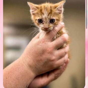 Domestic Short Hair Cats Available for Adoption - Tom In Manchester, MD | PetCurious
