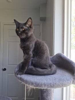 Thriller -  Domestic Medium Hair Cat for Adoption in Lewisburg, Tennessee - Thriller | PetCurious