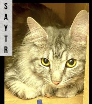 Satyr -  Domestic Long Hair Cat for Adoption in Wheaton, Illinois - Satyr | PetCurious