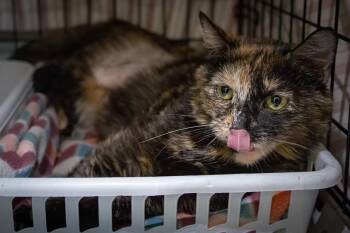 Tortoiseshell Cats Available for Adoption in Greenville, Delaware - Mios (FCID# 04/16/2026 - 14 Trainer) | PetCurious