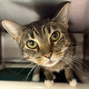 Rescue Domestic Short Hair Cats for Adoption in Eugene, Oregon - Twiggy | PetCurious