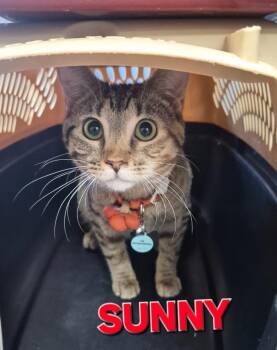 Domestic Short Hair Cats Available for Adoption - Sunny | PetCurious