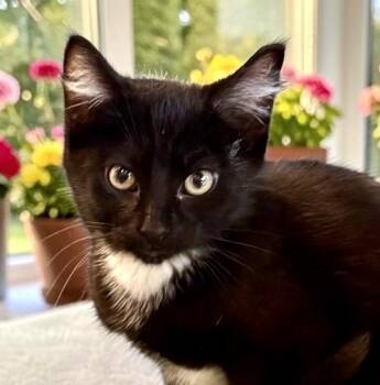 Jingle - KITTEN -  Tuxedo Cat for Adoption in Perry, Iowa - Jingle - KITTEN | PetCurious