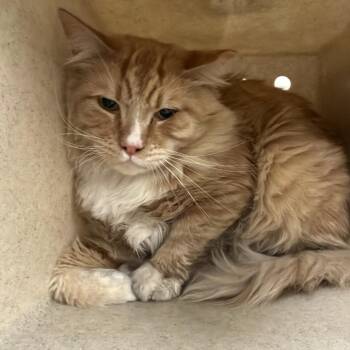 Quistad -  Domestic Medium Hair Cat for Adoption in Reno, Nevada - Quistad | PetCurious