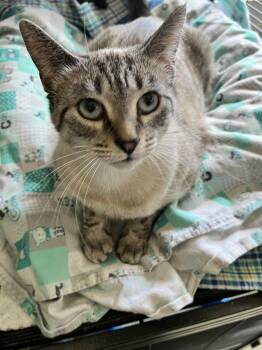 Leah -  Siamese Cat Available for Adoption in Freeland, Michigan - Leah | PetCurious