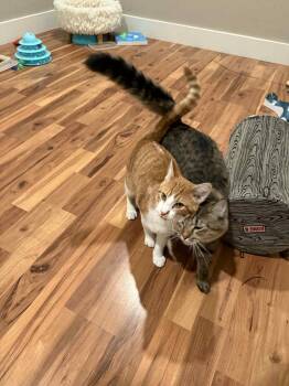 Rescue Domestic Long Hair Cats for Adoption in Crossville, Tennessee - Miko And Pumkin (bonded Pair) | PetCurious