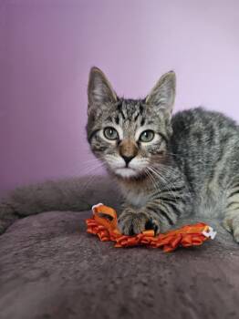 Rescue Domestic Short Hair Cats for Adoption in Wading River, New York - Chip | PetCurious