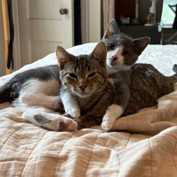 Domestic Short Hair Cats Available for Adoption in Minneapolis, Minnesota - Gordy / Quint | PetCurious