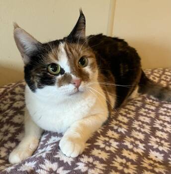 Domestic Short Hair Cats Available for Adoption - Amirah  | PetCurious