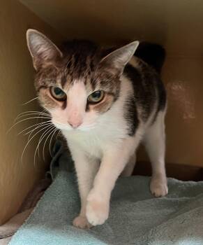 Domestic Short Hair Cats Available for Adoption in Herndon, Virginia - Ducky | PetCurious