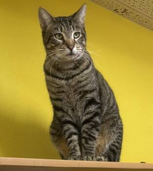 Domestic Short Hair Cats Available for Adoption - Pedro | PetCurious