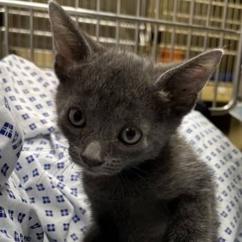 Saint -  Domestic Short Hair Cat for Adoption in West Palm Beach, Florida - Saint | PetCurious