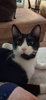 Luna -  Domestic Short Hair Cat for Adoption in Connelly Springs, North Carolina - Luna | PetCurious
