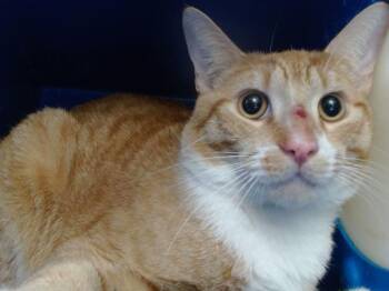 Domestic Short Hair Cats Available for Adoption - GIGOLO | PetCurious