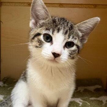 26-205 Amy Winehouse -  Domestic Short Hair Cat for Adoption in North Branford, Connecticut - 26-205 Amy Winehouse | PetCurious