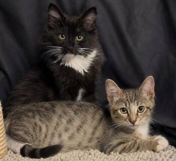 Leo Bear -  Domestic Medium Hair Cat for Adoption in Atlanta, Georgia - Leo Bear | PetCurious